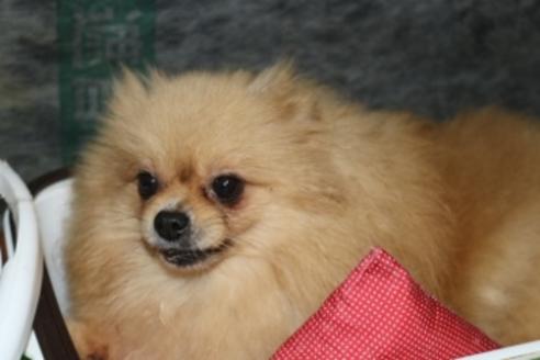 販売中のポメラニアンの親犬